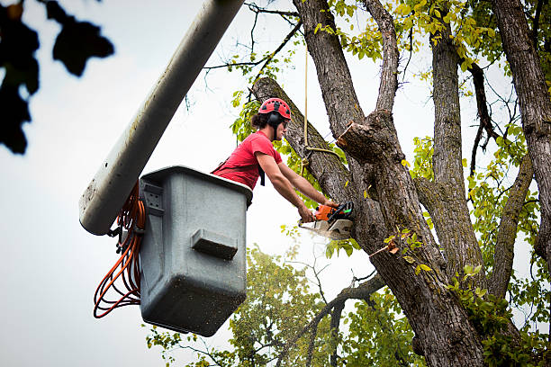 The Steps Involved in Our Tree Care Process in Muncy, PA